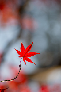 美丽的日本秋天的树叶