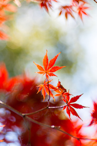 美丽的日本秋天的树叶