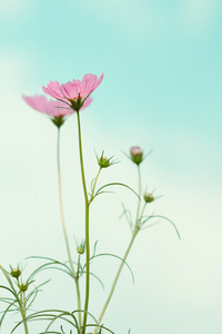 在花园里盛开的波斯菊花海