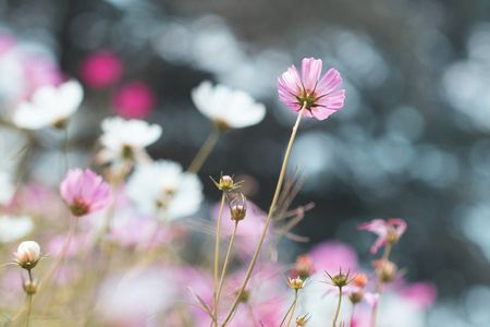 在花园里盛开的波斯菊花海