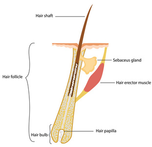 人类的头发结构