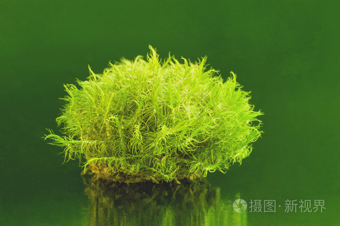 绿色水苔