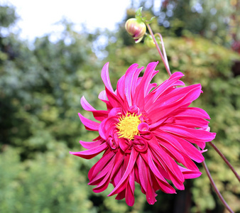 红花大丽花在花园里