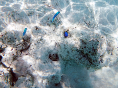 莫雷亚法属波利尼西亚泻湖沙堤上的海洋生物。