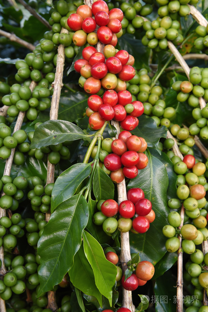 一棵树上成熟的咖啡豆