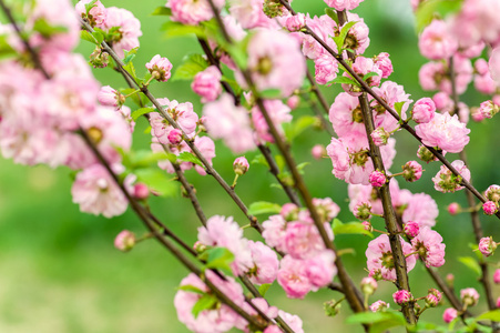 东方樱花