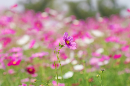 在花园里盛开的波斯菊花海