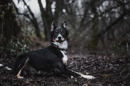 边境牧羊犬小狗