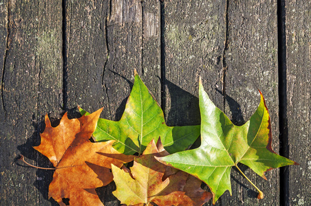 用木制的桌子上的彩色树叶秋天背景