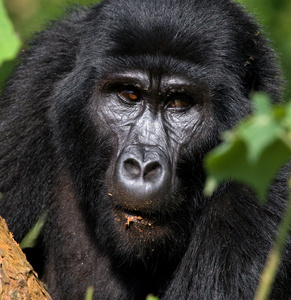 一个刚果大猩猩