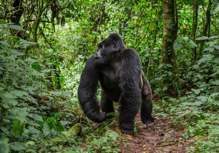 一个刚果大猩猩