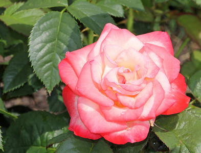 粉红色白色玫瑰花朵