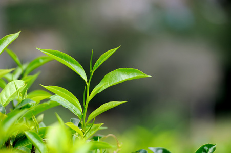 茶芽和叶