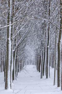雪排列的树木成排