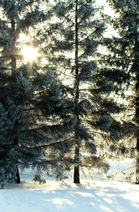 冬天树和天空背景