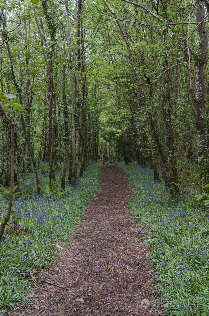 典型的林地小径