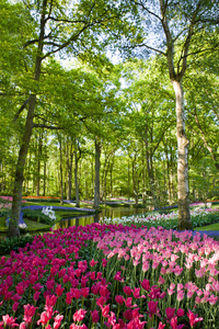 荷兰库肯霍夫公园的五彩盛开的郁金香