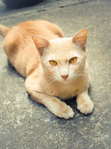 泰国猫咪看在照相机