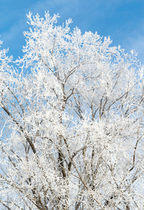 白雪皑皑的冬天风景