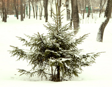 白雪皑皑的冬天风景