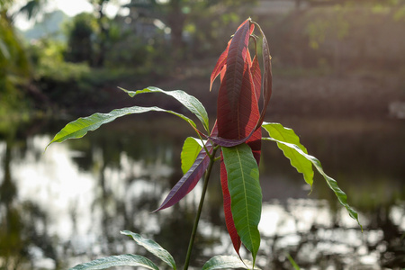 芒果叶，幼枝