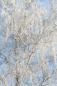 雪天的冬天的风景, 自然