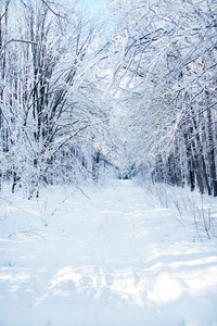 冬季森林公园