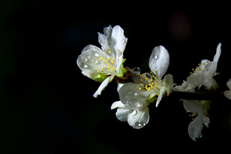 樱花雨后