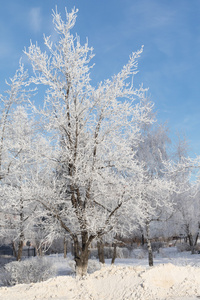 雪天的冬天的风景, 自然