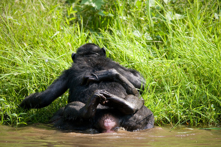 两个倭黑猩猩猴子