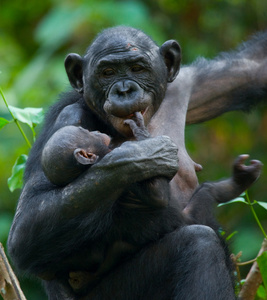 倭黑猩猩猴子家族