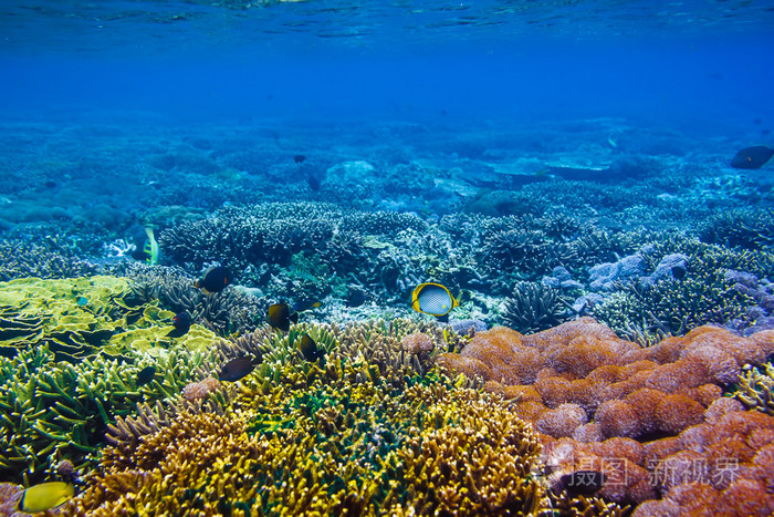 美丽的珊瑚和热带海里的鱼