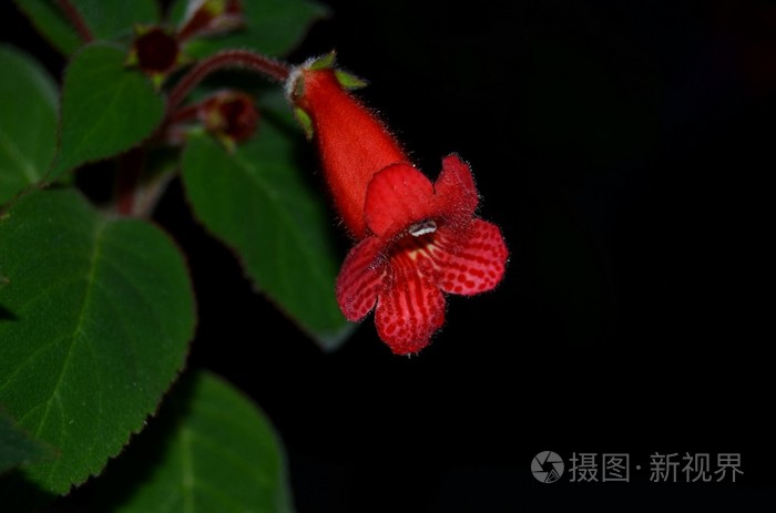 花冠 花 花 植物 植物 植物 自然 美丽 红色照片 正版商用图片1l7j0x 摄图新视界