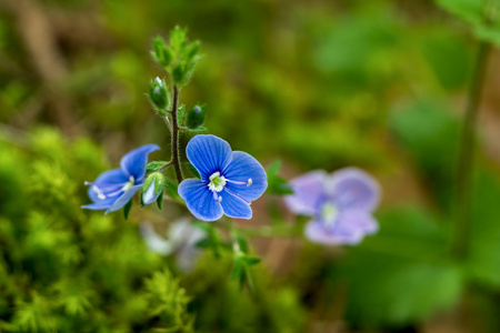 维罗妮卡 chamaedrys 花