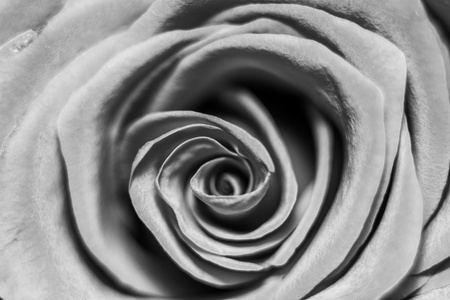 玫瑰花瓣。黑白照片