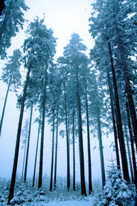 树林里的雪。冬天的云杉树