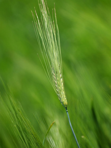 耳朵的小麦。绿色
