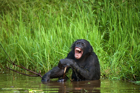 坐在黑猴子图片