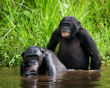 两个倭黑猩猩猴子