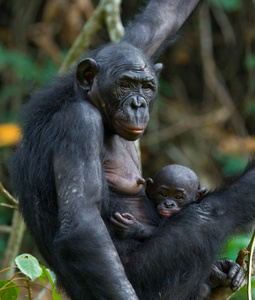 倭黑猩猩猴子家族