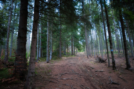 美丽的雾 Beskidy 山景观