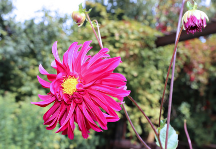 红花大丽花在花园里