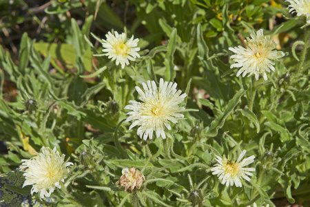 在蒂罗尔州为山柳菊 intybaceum