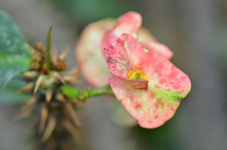 冠的刺的花