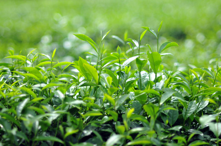 种植园越南茶叶
