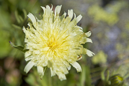 在蒂罗尔州为山柳菊 intybaceum