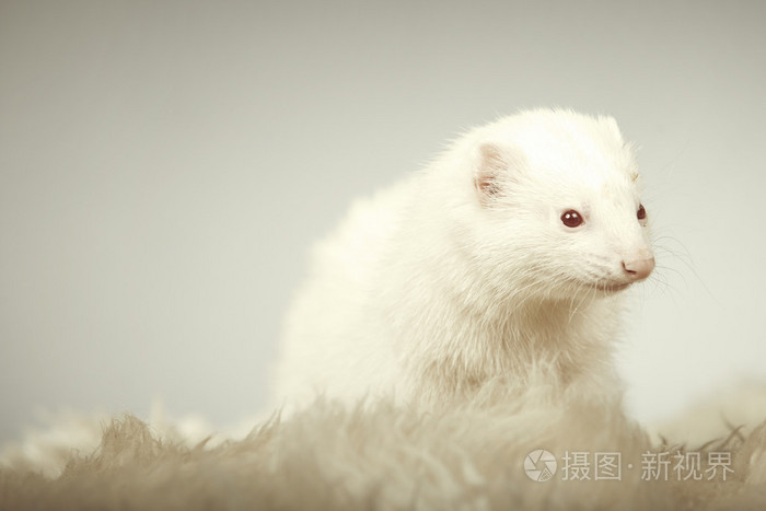 漂亮的雪貂白化构成在工作室