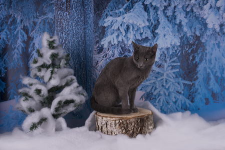 俄罗斯蓝猫走在白雪皑皑的森林