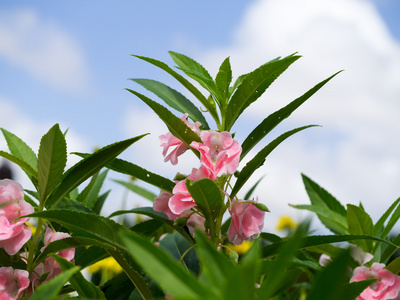 熊蜂凤仙花图片-熊蜂凤仙花素材-熊蜂凤仙花插画-摄图新视界