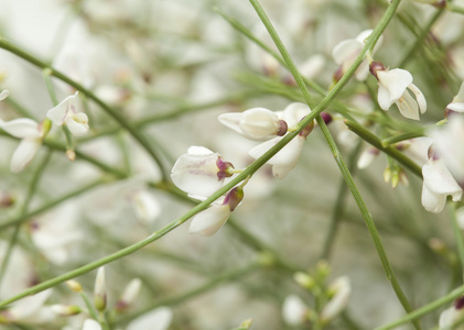 Retama rhodorhizoides，新娘面纱扫帚